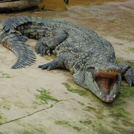 酒店 中央酒店 皮埃尔拉特